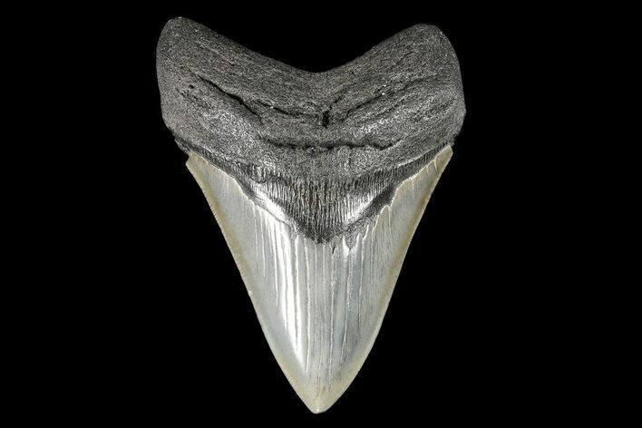 Fossil Megalodon Tooth - South Carolina #93513